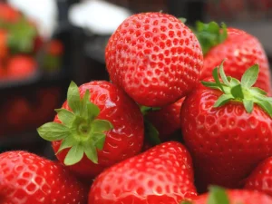 Fresh strawberries packed in crates for seasonal harvest operations